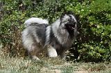 SPITZ LOUP 032